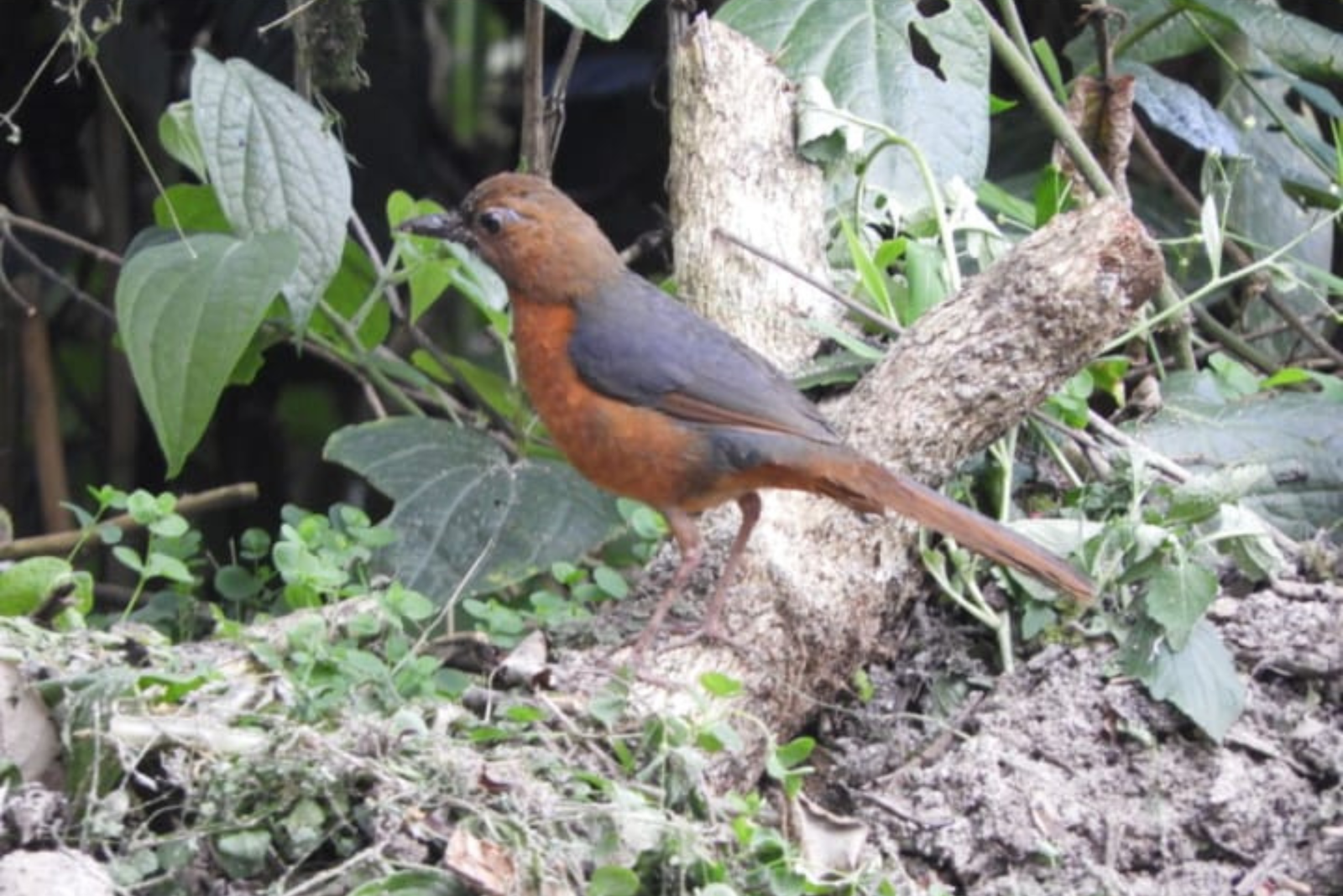 lore lindu national park tours