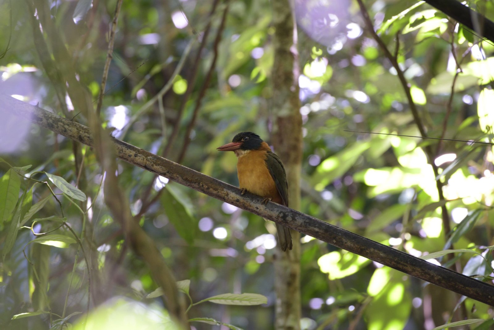 lore lindu national park tours